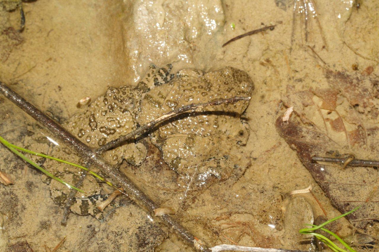 Centinaia di ovature di Salamandrina + 
